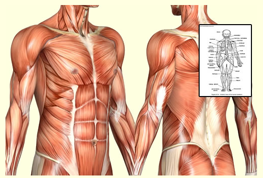Human Anatomy and Physiology Course Review Takes a Close Look at
